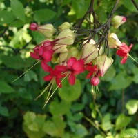 Clerodendrum × speciosum W.Bull